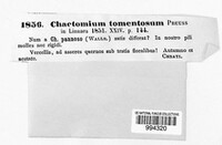 Chaetomium tomentosum image